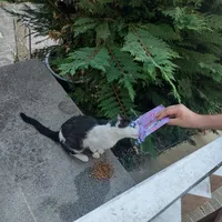 Katze.jpeg